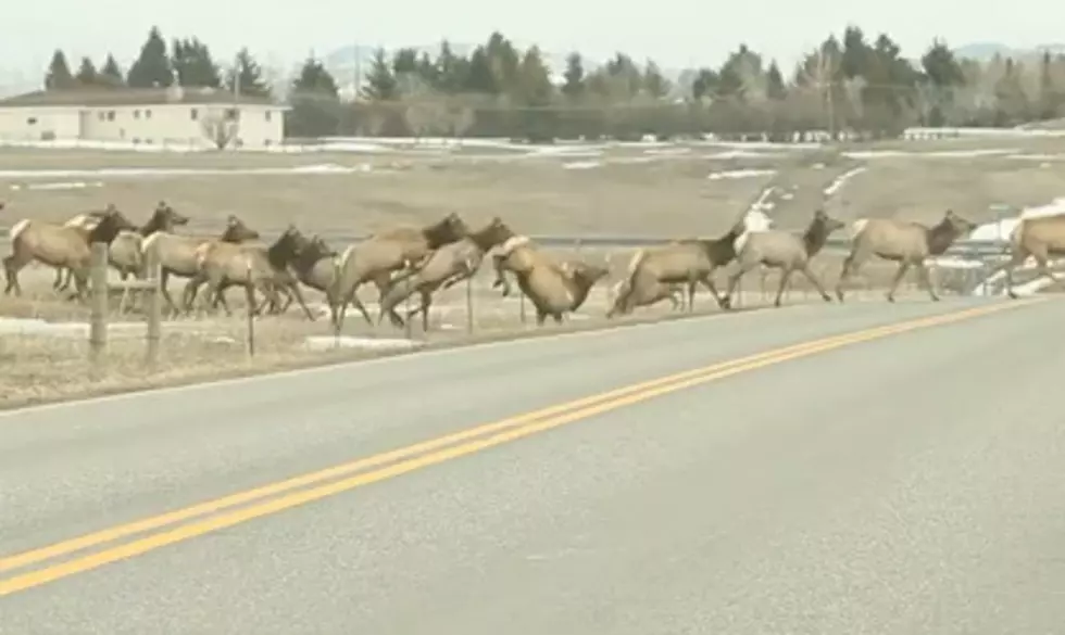 The Most Mesmerizing Elk Parade Ever [VIDEO]