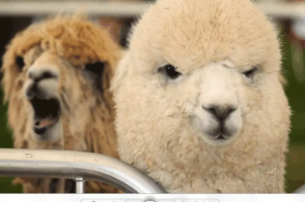 Local Alpaca Farm Looking To Add Distillery To Its Property
