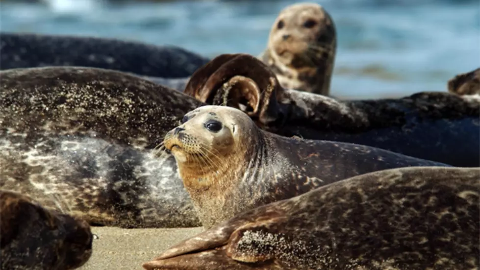 Experience Of A Lifetime: Man Never Thought This Would Ever Happen When He Saw This Seal [VIDEO]