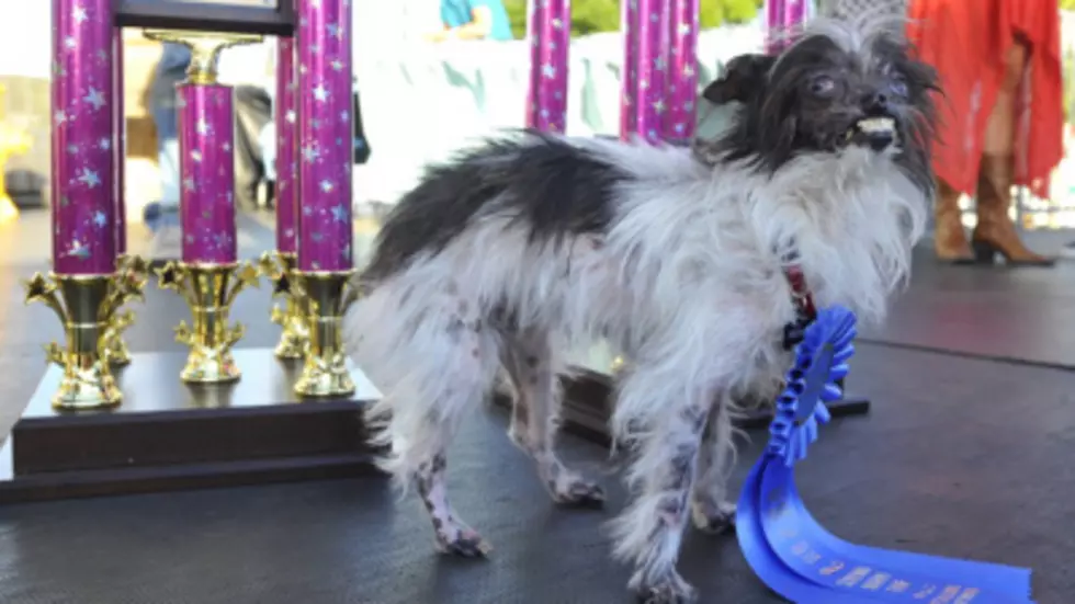 This Pup Was Crowned The World&#8217;s Ugliest Dog [PICTURES]