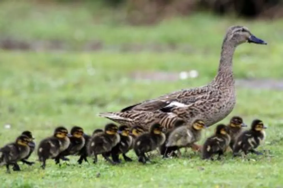 Stopping On A Highway For Ducklings Becomes A Criminal Offense?