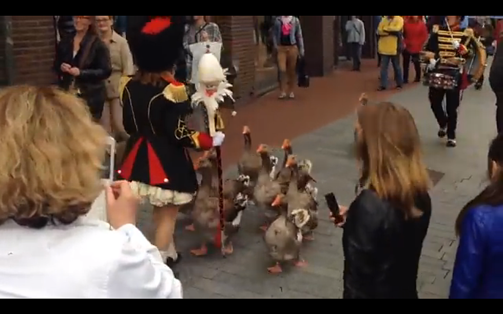 Geese In A Marching Band? Yeah, I’ll Click On This [VIDEO]
