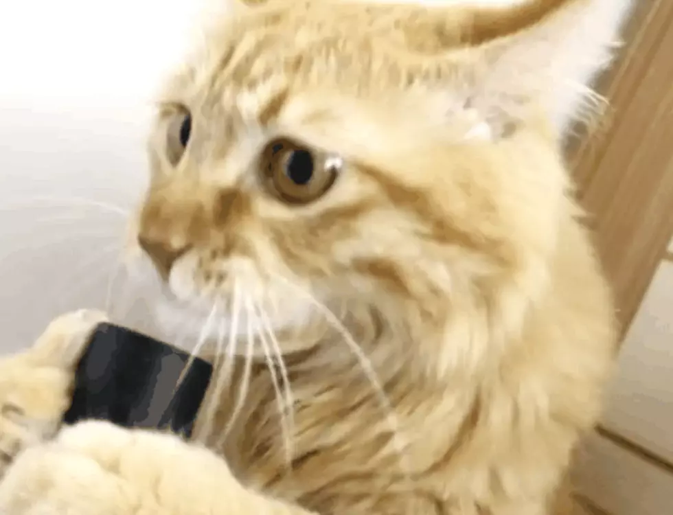Cat + Vacuum [VIDEO]