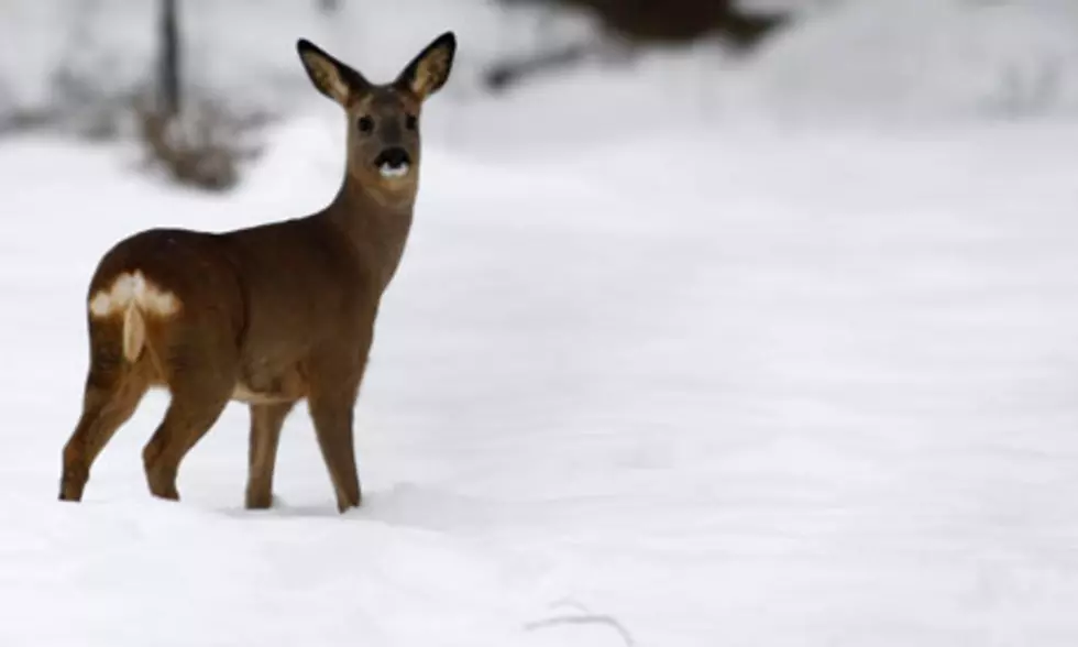 Awwww! This Deer Got Stuck In The Snow Storm In West Seneca + Made National News [VIDEo]