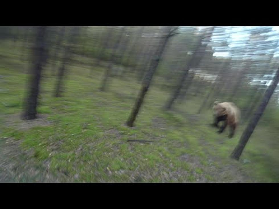 Bear Tries To Attack Man + Caught On GoPro [VIDEO]