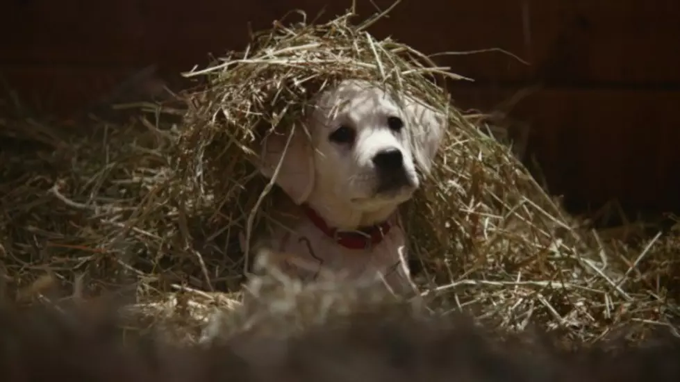 Budweiser&#8217;s &#8216;Lost Dog&#8217; Super Bowl Commerical Has Come Out + It&#8217;s Adorable [VIDEO]