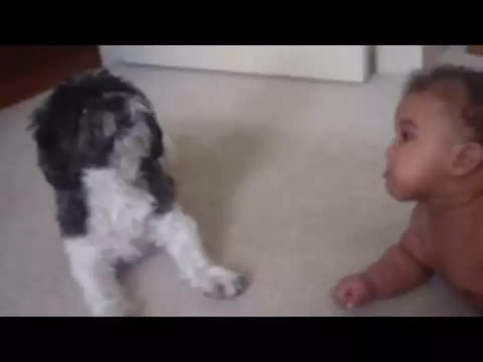 Dog Beats Baby At The Crying Game – Cute Video!