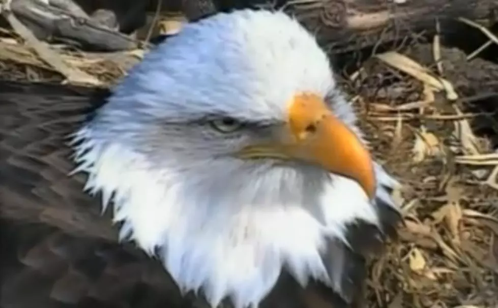 Bald Eagles’ ‘Changing of The Guard’ Is One of Nature’s Coolest Moments [VIDEO]