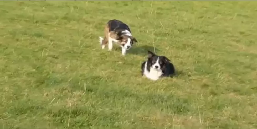 LOL What These Collies Do To Entertain Themselves&#8230;.[VIDEO]