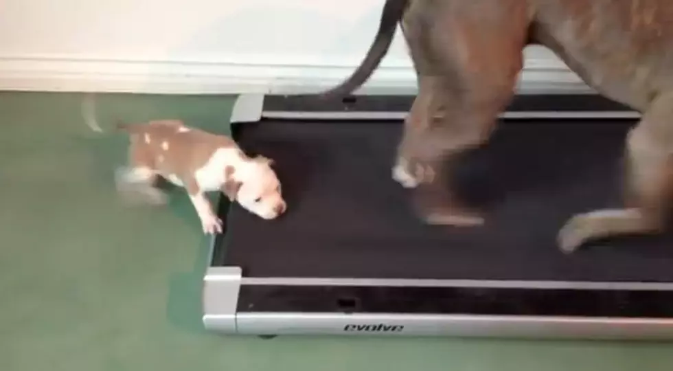 This Puppy Trying To Keep Up On The Treadmill With An Older Dog [VIDEO]