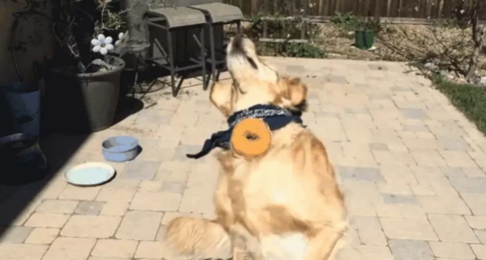 Meet A Dog Who Can&#8217;t Catch Anything [VIDEO]