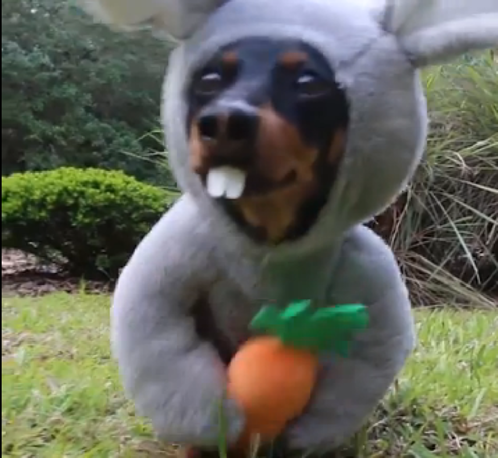 LOL The Easter Dog Will Make Your Day! [VIDEO]