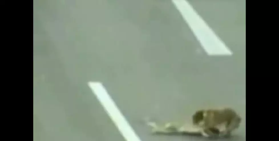 Dog Risks Its Life To Save Another Dog Hit By A Car Showing Why Animals Are So Compassionate