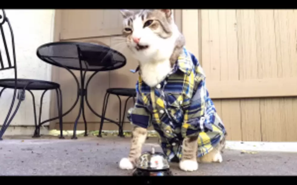 Pavlov&#8217;s Kitty! Cat Rings Bell for Service + Gets Treats! [VIDEO]
