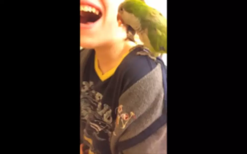 Parrot Pulls Out Owners Tooth + It&#8217;s Kind Of Disturbing[VIDEO]