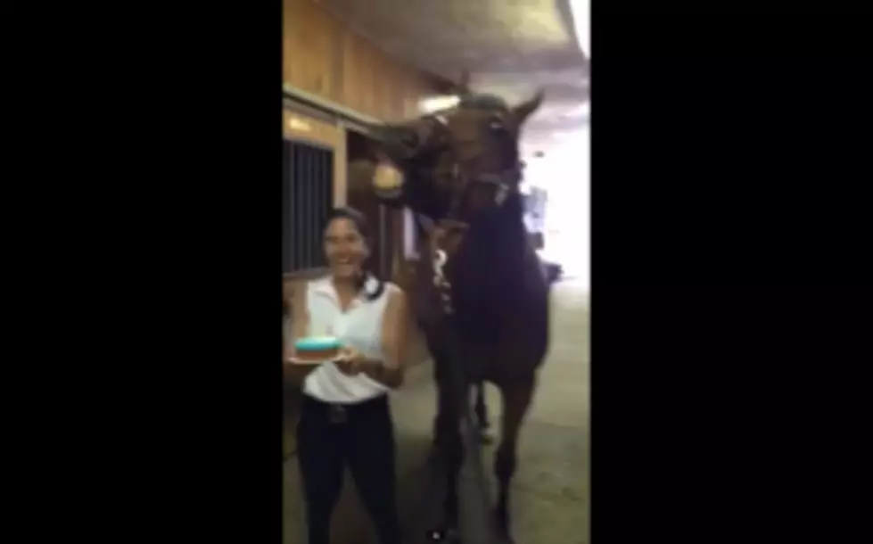 Watch This Horse Blow Out His Own Birthday Candles [VIDEO]