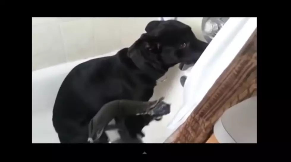 The Faces Of Dogs That Know They&#8217;re Guilty Are Priceless [VIDEO]