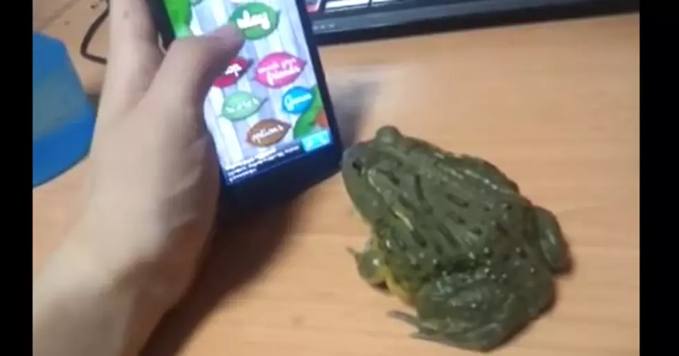 This Frog Looking At An iPhone Is Hilarious; Look What It Does [VIDEO]