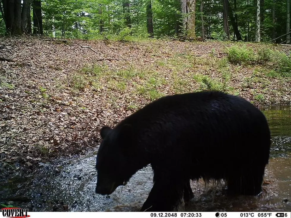 Black Bears Spotted On The Prowl In Western New York