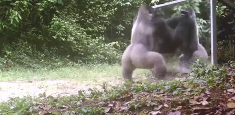Animals in Mirrors Have Hilarious Reactions [VIDEO]