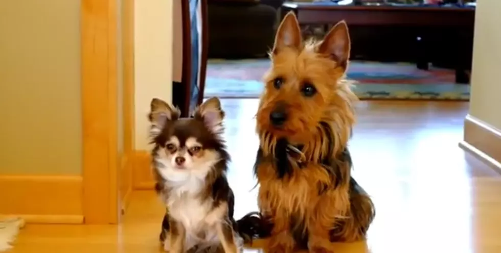HILARIOUS: Who Pooped In The Kitchen? One Dog Rats Out The Other!
