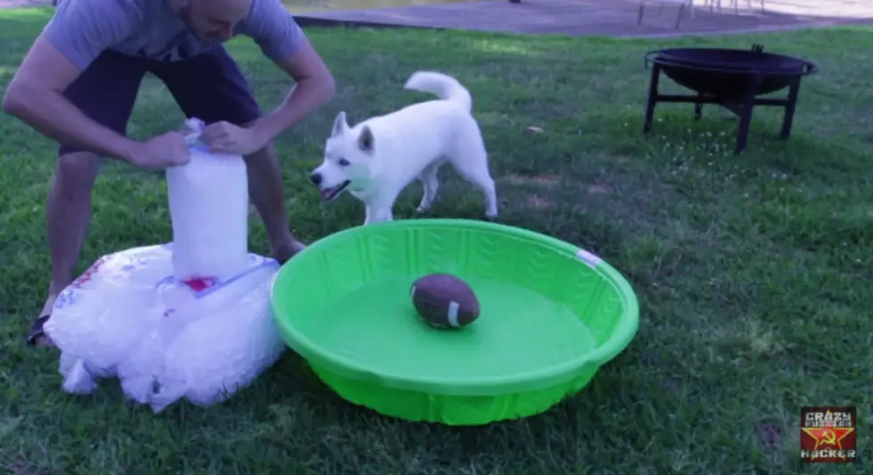 7 Simple Life Hacks for Your Dog [VIDEO]