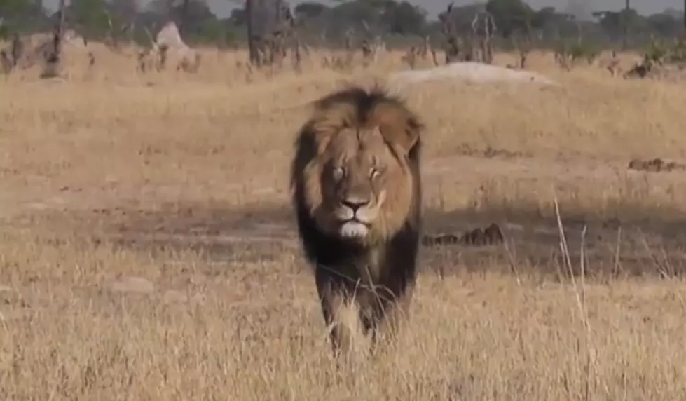 LOOK: Dentist Issues Statement on Killing Cecil the Lion
