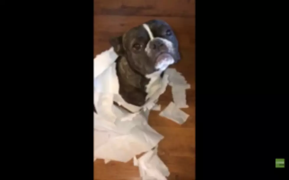 CUTE: This Dog&#8217;s Friend Points Her Out for House Mess &#8211; Literally! [VIDEO]