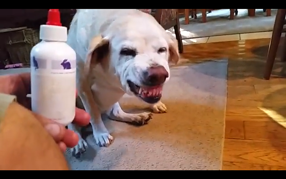 This Dog Does Not Want His Ear Medicine + Let’s His Owner Know It! [VIDEO]