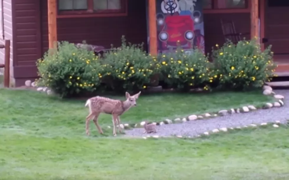 WATCH: This Deer + Bunny Act Like They&#8217;re Best Friends [VIDEO]