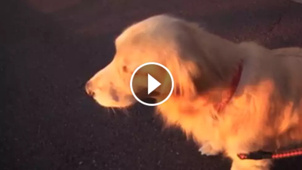 This Dog Tries to Mock the Sound of an Ambulance + It&#8217;s Hilarious [VIDEO]