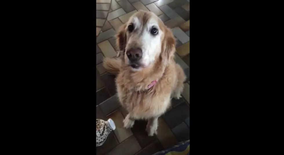 Lily the Dog Just Found Out Her Cancer Results + It Was Filmed [VIDEO]