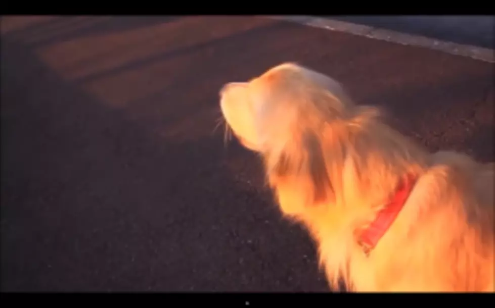 This Dog Does a Spot on Impression of an Ambulance [VIDEO]