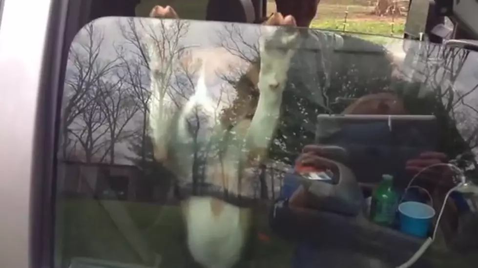 Cute Dose of the Day: Beagle Won’t Let Go of the Window [VIDEO]