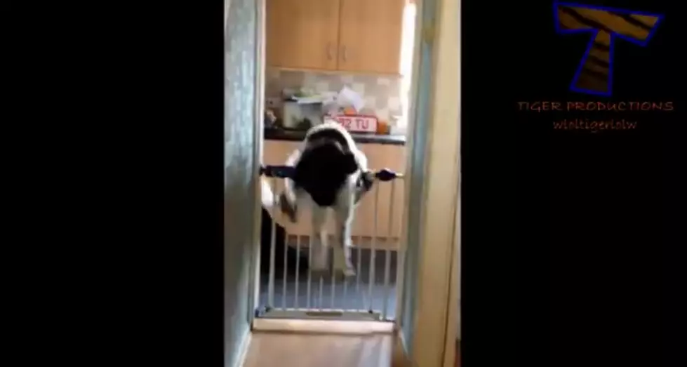 These &#8216;Dumb&#8217; Dogs Will at Least Make You Laugh [VIDEO]