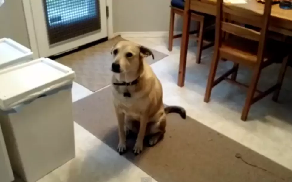This Dog&#8217;s Dinner Time Discipline Is Impressive [VIDEO]