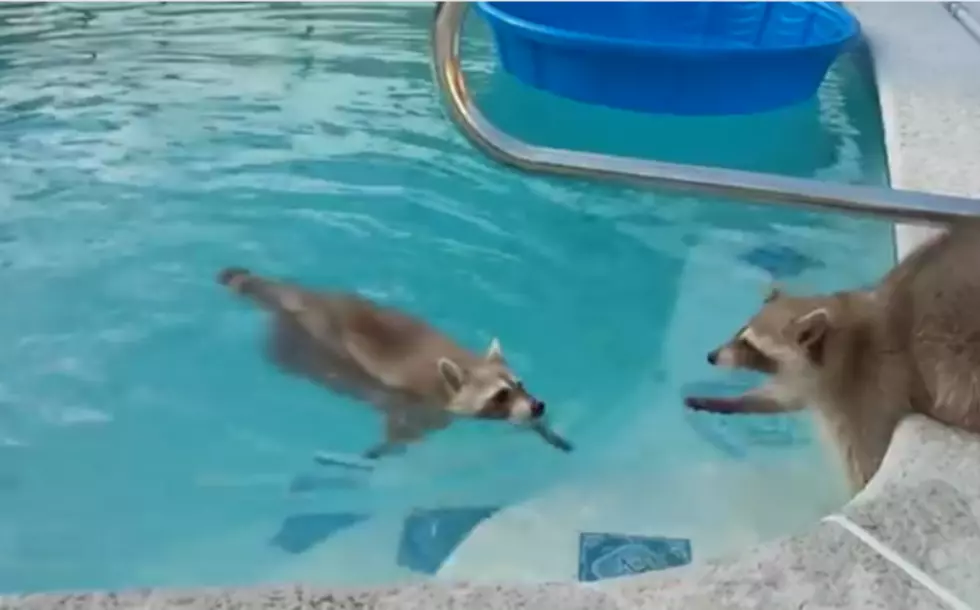 This Raccoon Tries To Save His Brother From The Pool [VIDEO]