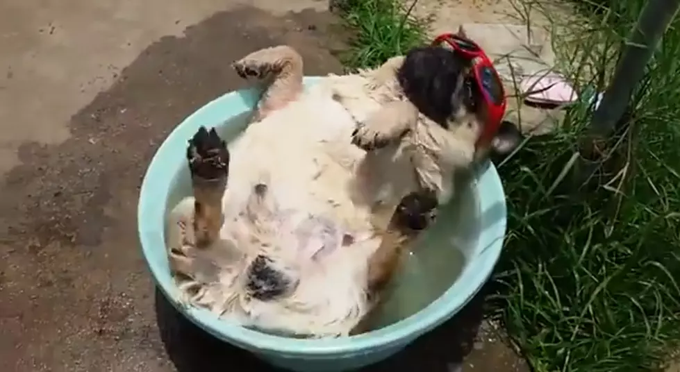 WATCH: Just A Pug Snoring And Farting In A Pool [VIDEO]
