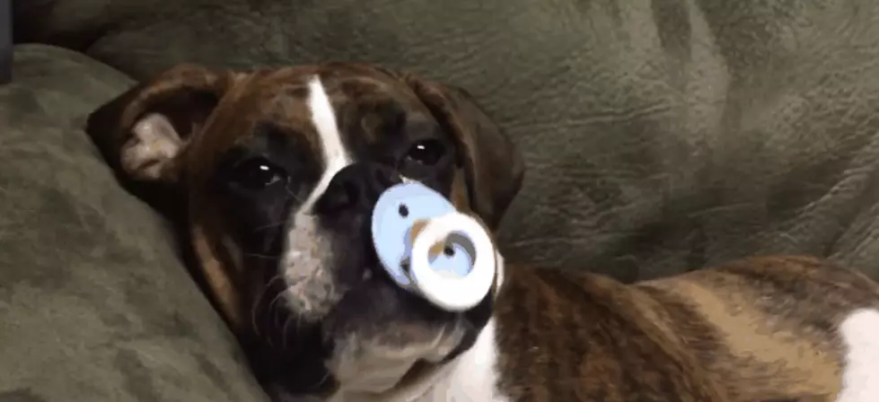 Dog is Calmed With a Pacifier!  30 Seconds of Cuteness!