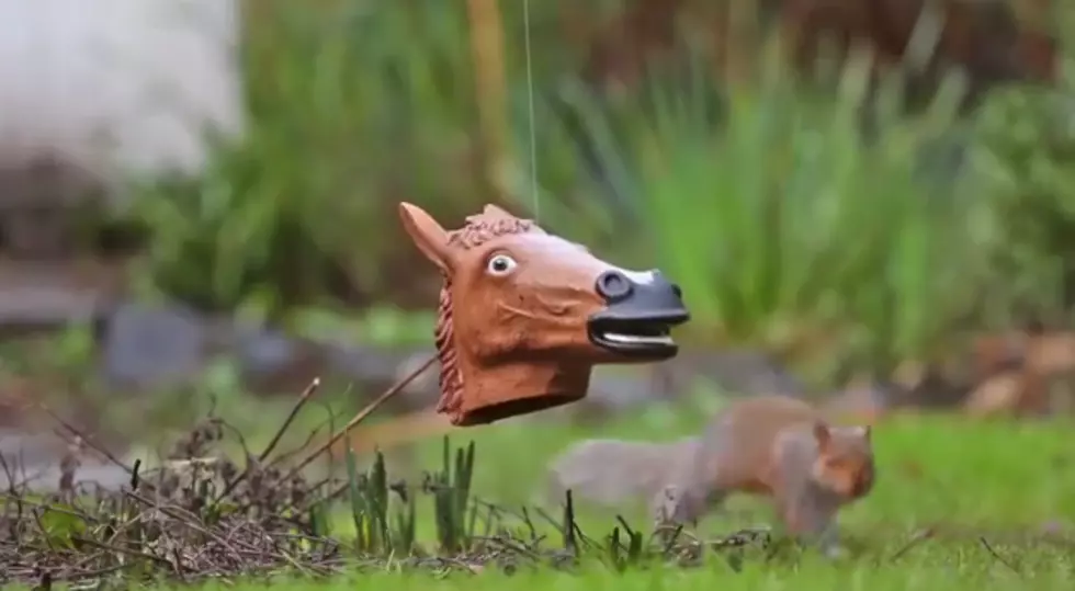 This Squirrel Feeder Is The Best Thing I’ve Ever Seen [VIDEO]