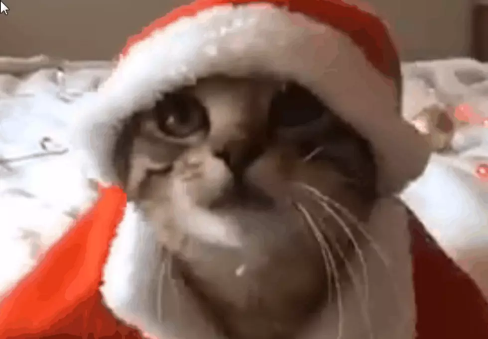 Ever See a Cat in a Santa Suit?  Check It Out!