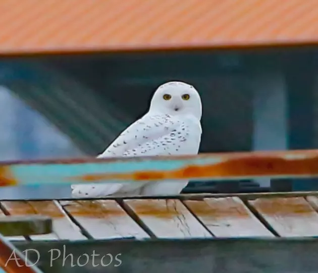 Snow Owls Captured at Buffalo&#8217;s Waterfront [Pictures]