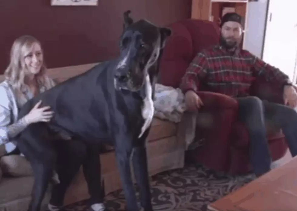 This Is No Lap Dog!  Could He Be The Tallest Living Dog on Earth