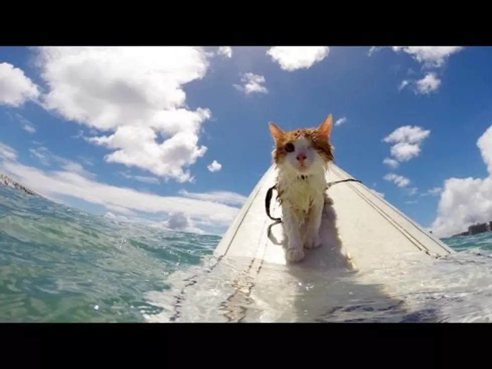 Check Out This One-Eyed Surfing Cat [VIDEO]