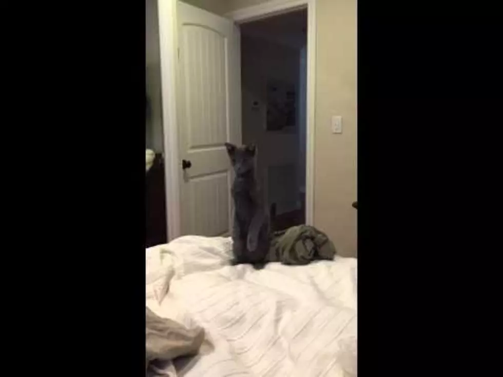 Watch What This Cat Does When He Gets Curious [VIDEO]
