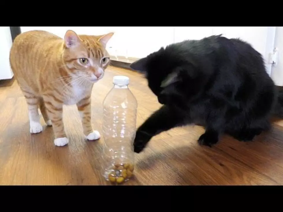 5 Life Hacks For Cat Owner [VIDEO]