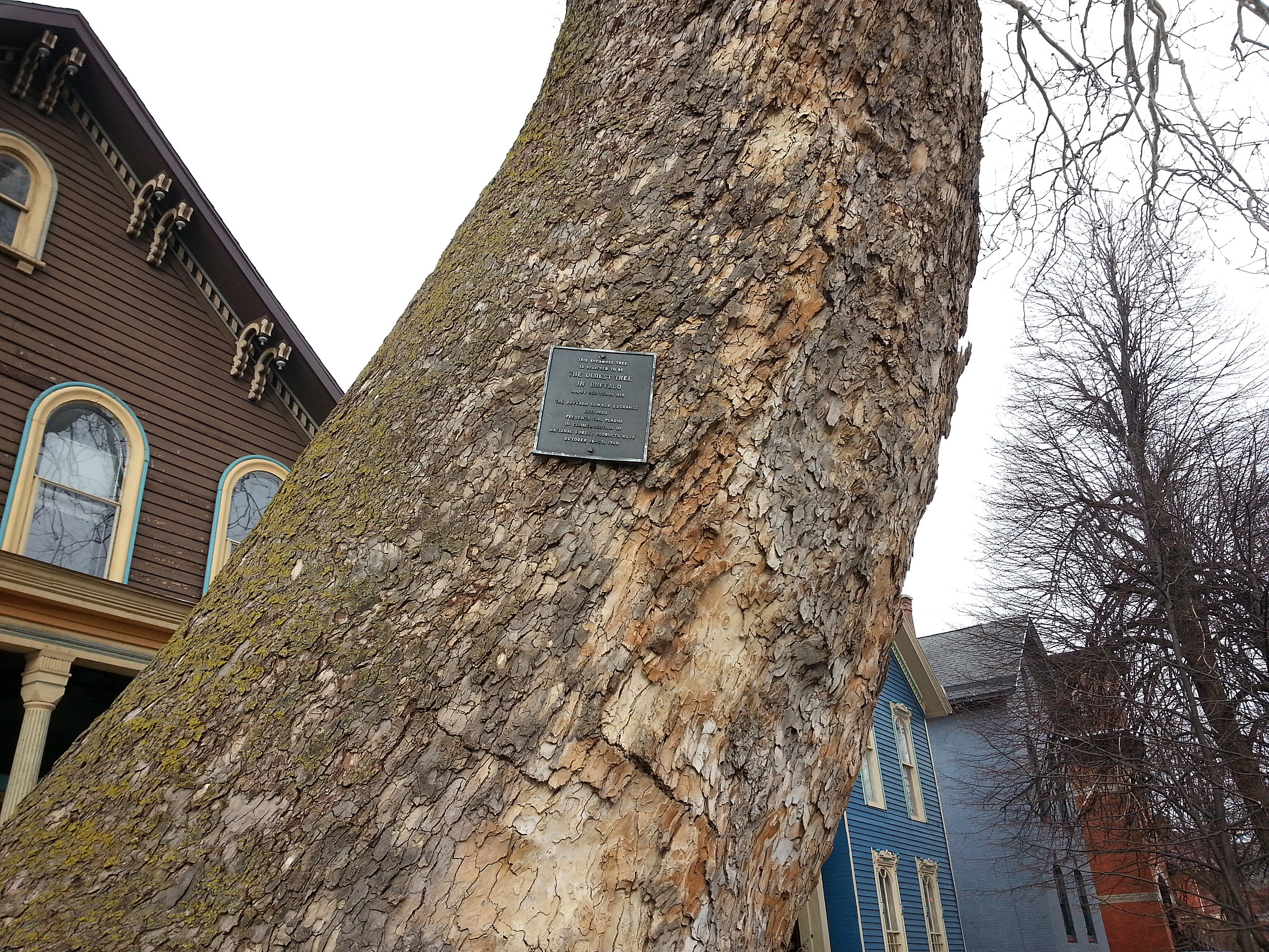 The Oldest Tree in Buffalo, NY, Isn't Where You Might Think