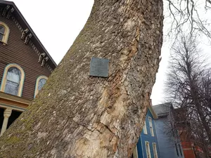 Buffalo&#8217;s Oldest Tree – Do You Know Where It Is?