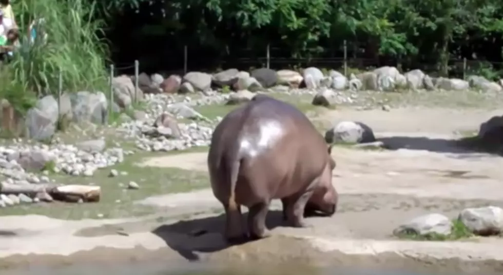 Hippo's Large Fart