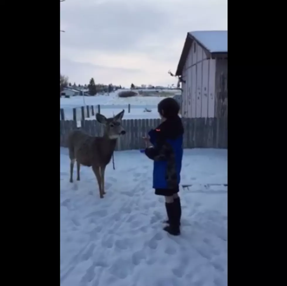 This Deer Comes Every Day to Eat an Apple Around 3 PM [VIDEO]